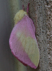 Rosy Maple Moth